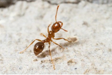 Fire ant crawling on stone 