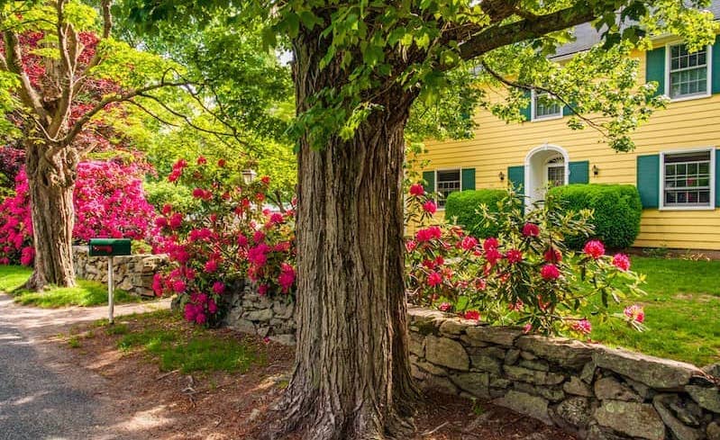 Trees in Bristol, Rhode Island.