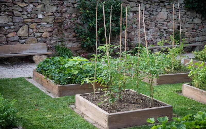 Raised garden beds made of wood with herbs and vegetables. 