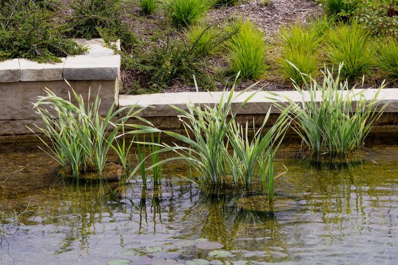 Sweet Flag plants growing in natural pool.