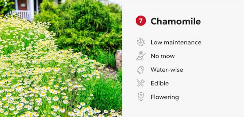 Chamomile infographic.