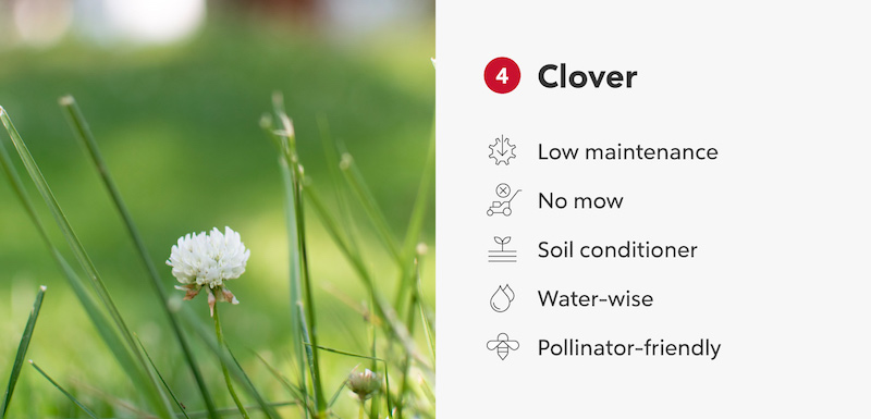 Clover infogrpahic.