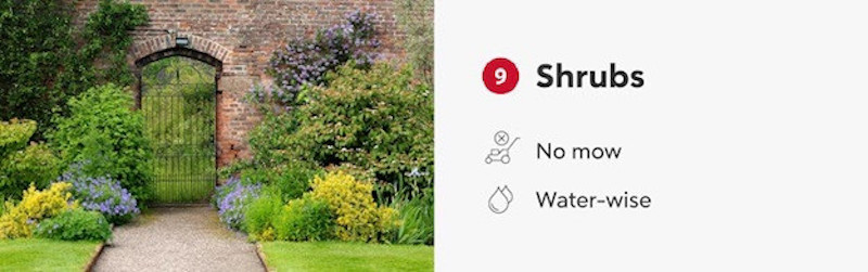 Shrubs infographic.