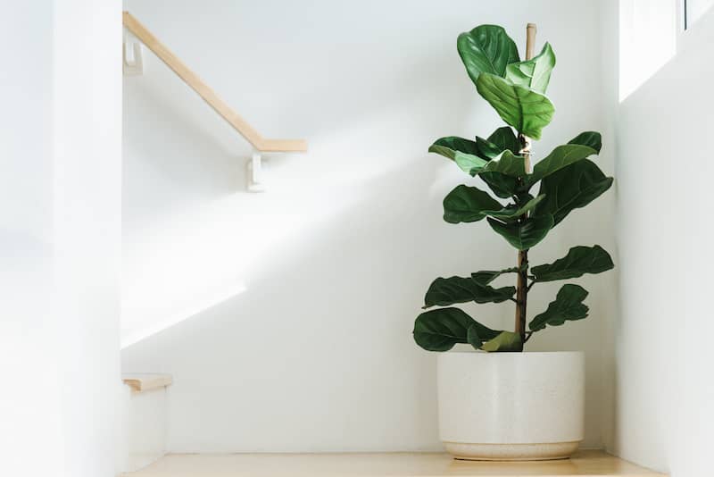 RHB Assets From IGX: Indoor plant corner featuring a large, healthy fiddle-leaf fig tree.