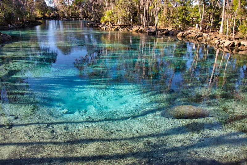 RHB Assets From IGX: Manatee swimming in Winter Springs, Florida