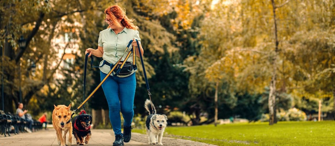 Woman walking three dogs on a summer day.