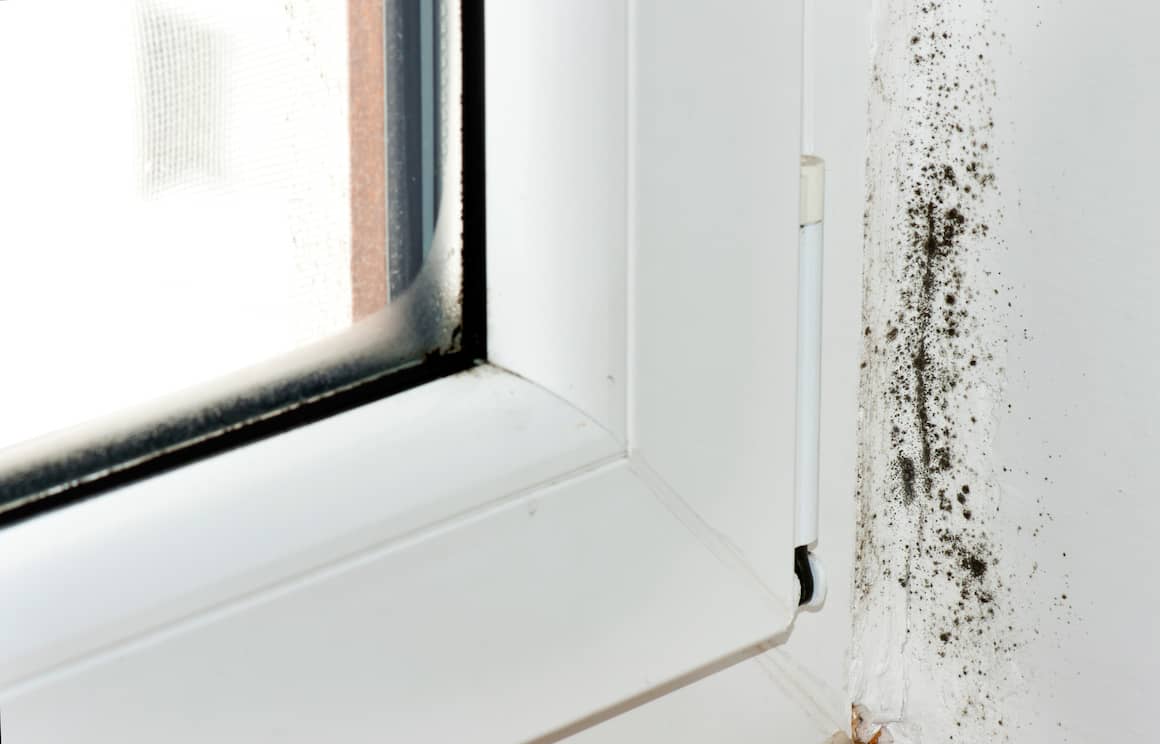 RHB Assets From IGX: Black mold growing on a wall.