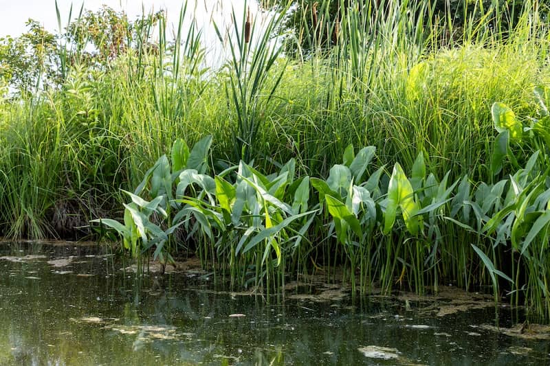 Grove of Arrowhead plants in a natural pool.