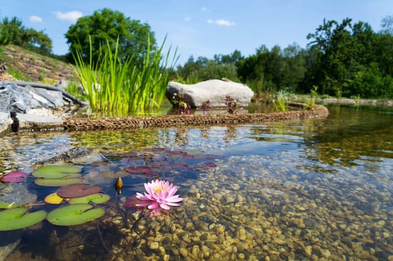 Natural pool featuring lily pond feature.