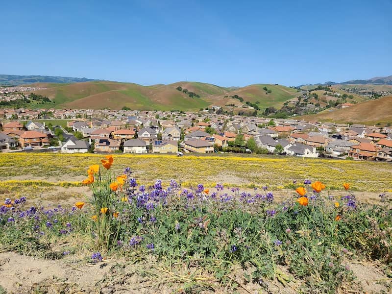 Poppies and wildflowers blooming on the hills near San Ramon, California