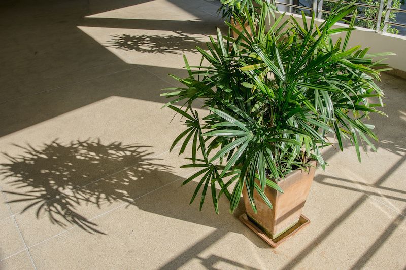 RHB Assets From IGX: Lady palm plant with large fronds in a decorative container.