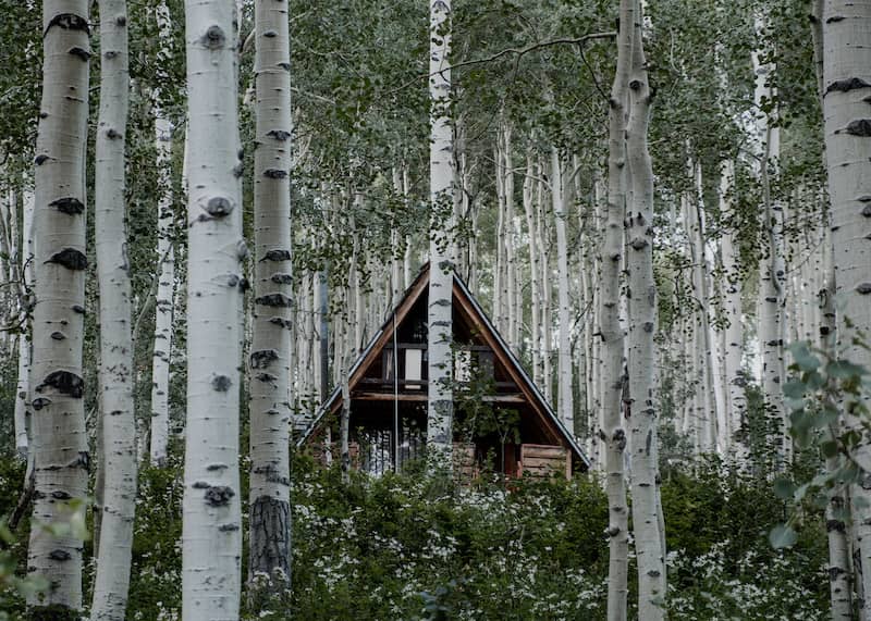 A Frame cabin in dense birch forest.