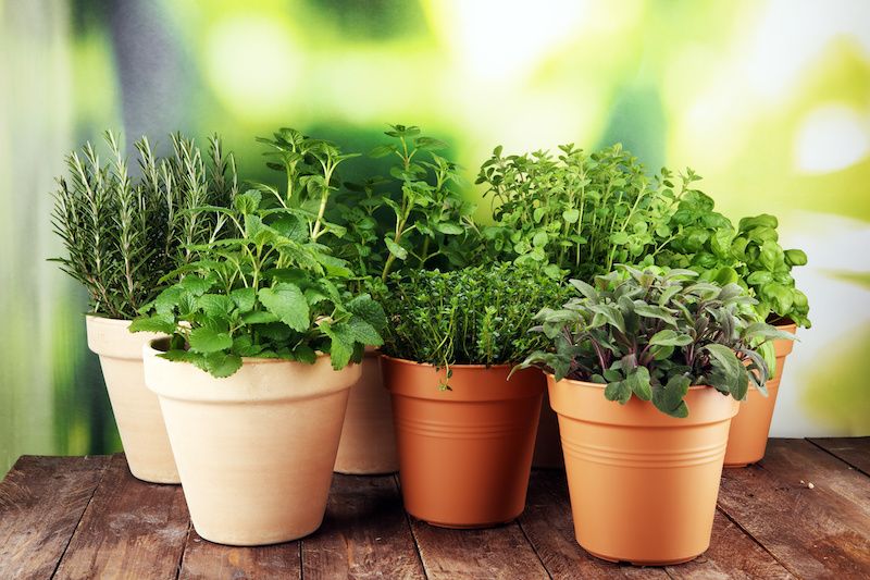 RHB Assets From IGX: Assortment of fresh culinary herbs on a wooden table.