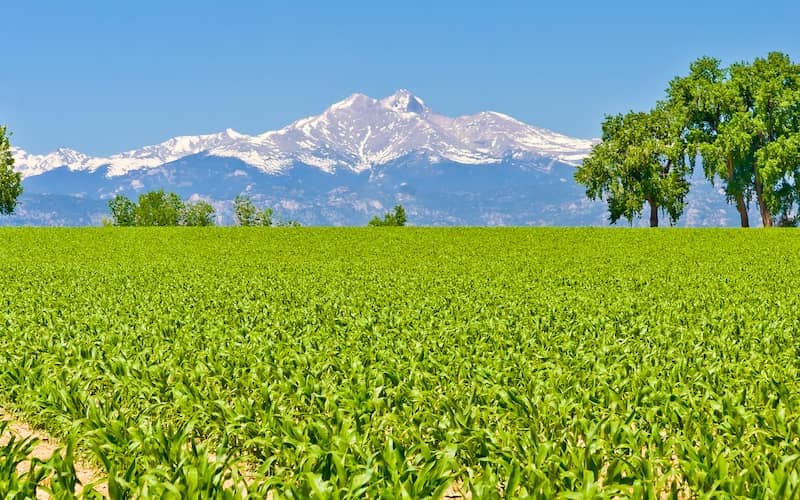 Lush green cornfield in Weld County with a snow covered mountain backdrop. 