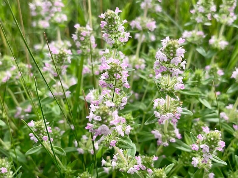 Blooming medicinal plant thyme grows on the lawn