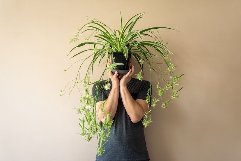 Spider plant 