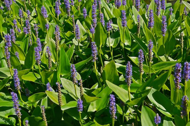 Close up of lavener Pontederia flowers emerging from green floating leaves.