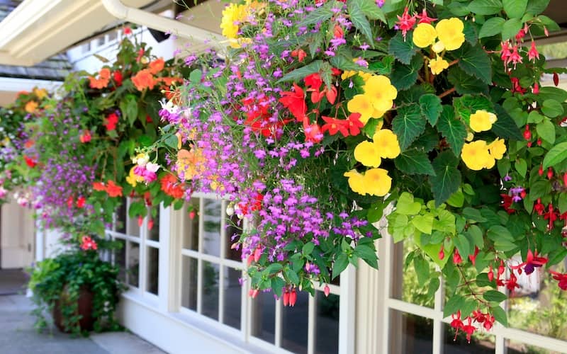 Hanging flower baskets in the front of a home lined with windows.