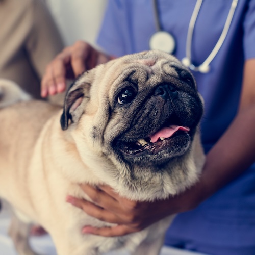 Pug dog getting checked out at the vet.