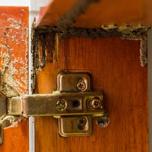 Close up of termites and termite damage on hinge of cabinet door.