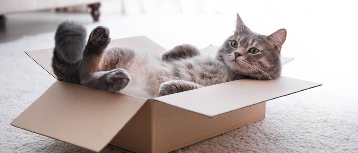 RHB Assets From IGX: Cute cat sitting inside a cardboard box