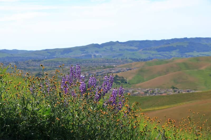 Silver lupine and fiddleneck flowers in bloom on the hills near Livermore, California