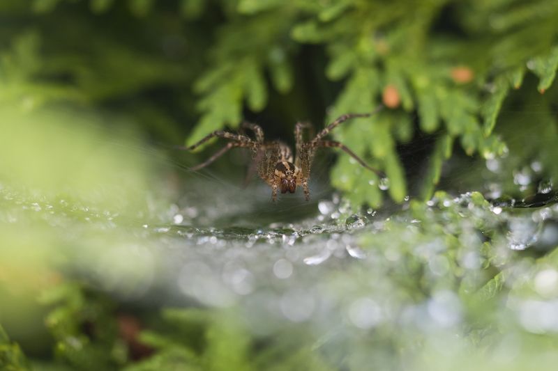 RHB Assets From IGX: Close-up of a barn funnel weaver spider on a web