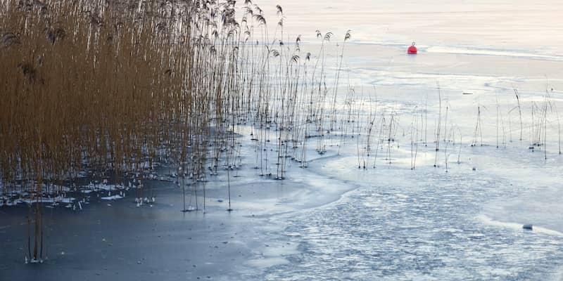 Juncus Effusus plants in water.