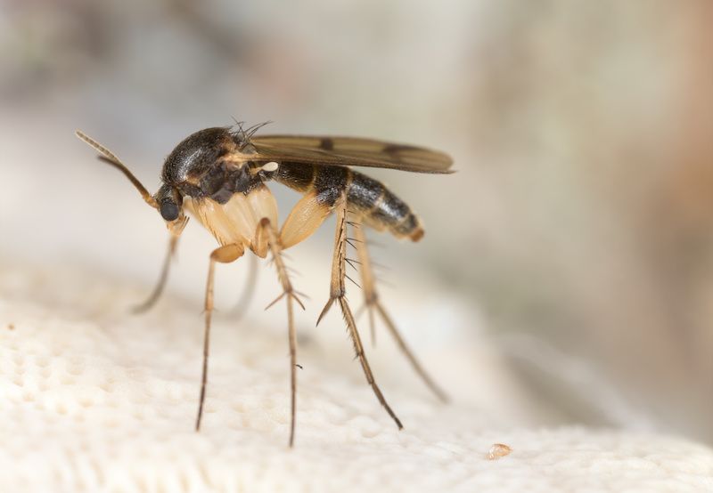 Really persistent fruit fly infestation : r/homeowners