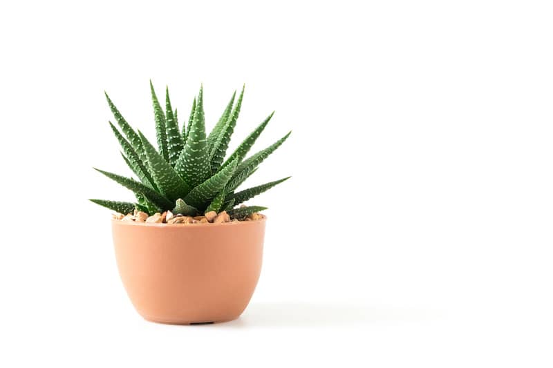 RHB Assets From IGX: Aloe vera plant in a pot on a windowsill.