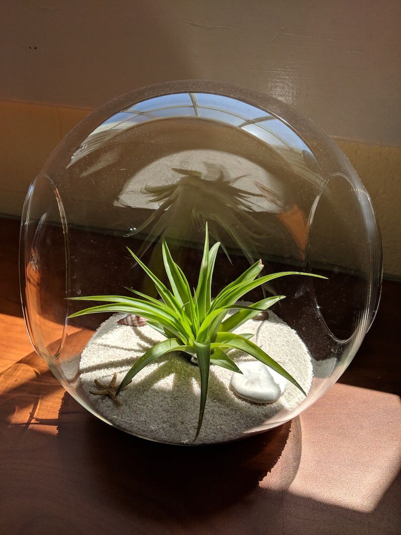 RHB Assets From IGX: Air plant on a wooden table surrounded by a variety of other potted plants