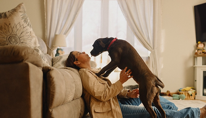 Woman sitting on flor leaning on couch while large dog offers kisses.