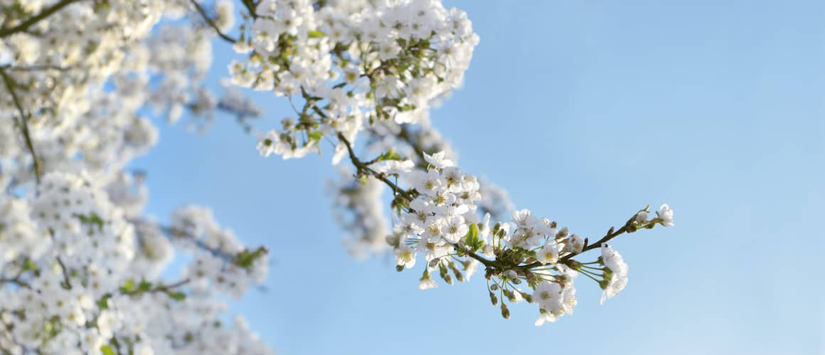 Closeup of tree branch with white flowers in bloom.