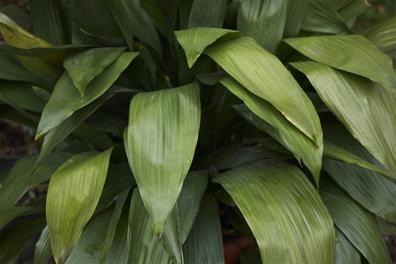 RHB Assets From IGX: A close-up of a healthy cast-iron plant with deep green leaves.