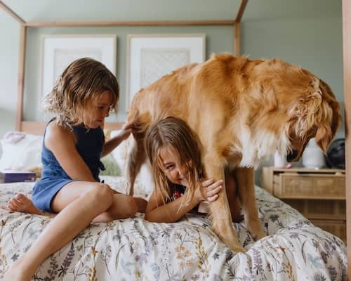 Two young children play with the family dog on a bed.